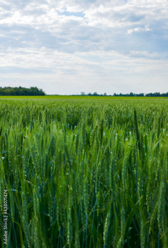 A large, beautiful field with green wheat. A large, beautiful field with green wheat.