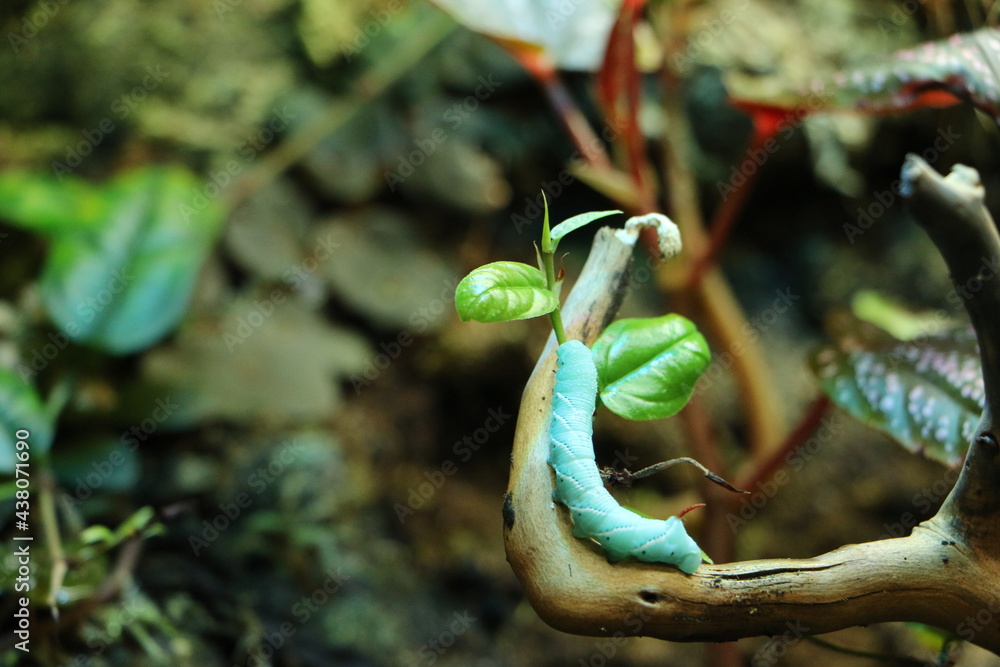 Obraz premium snake in the jungle