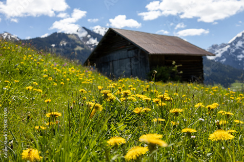 Alpenpanorama mit einem Holzschuppen und einer wunderschöner Blumenwiese