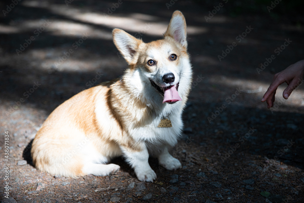 Very beautiful and cute corgi dog