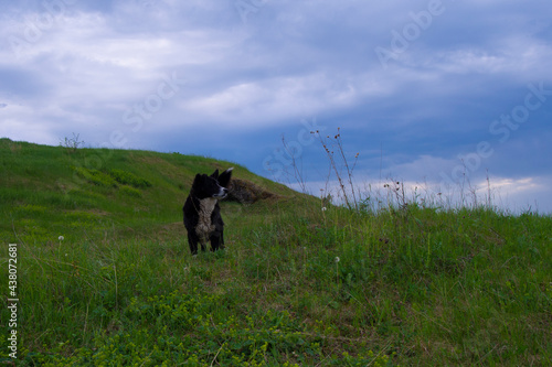 Te dog is in the wild under a stormy sky