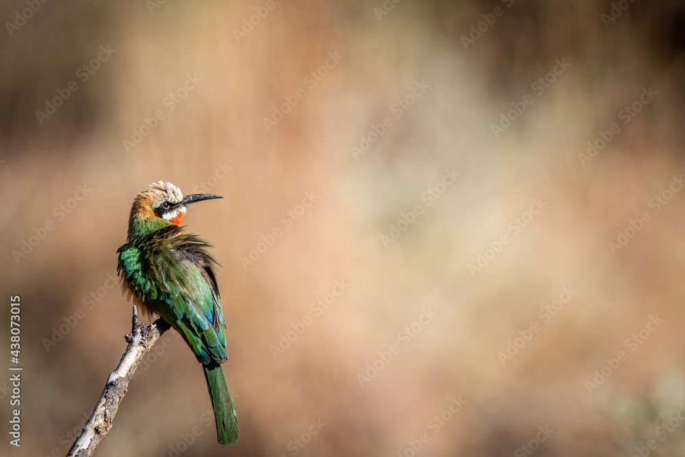 Obraz premium White-fronted-bee-eater sitting on a branch.
