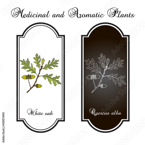 White oak Quercus alba , medicinal plant