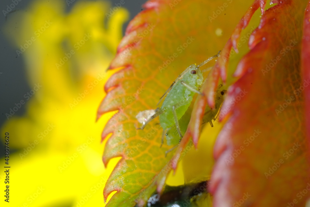 Fototapeta premium Green aphid on a small leaf of a rose.Close up shot. Small aphid feed on the plant's sap. Italy. 