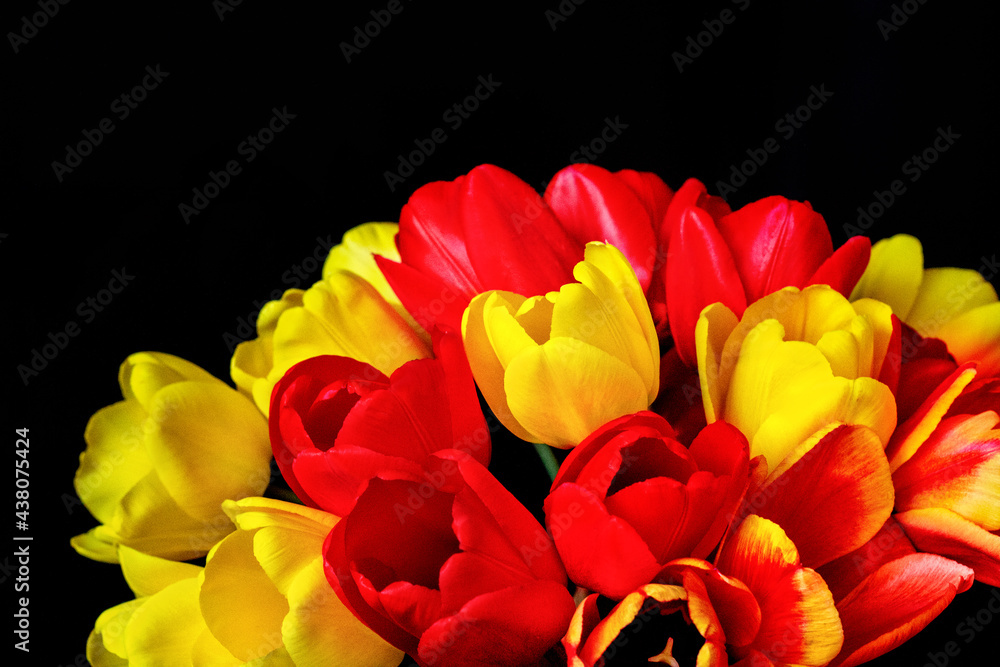 Fototapeta premium Czerwone i żółte tulipany na czarnym tle