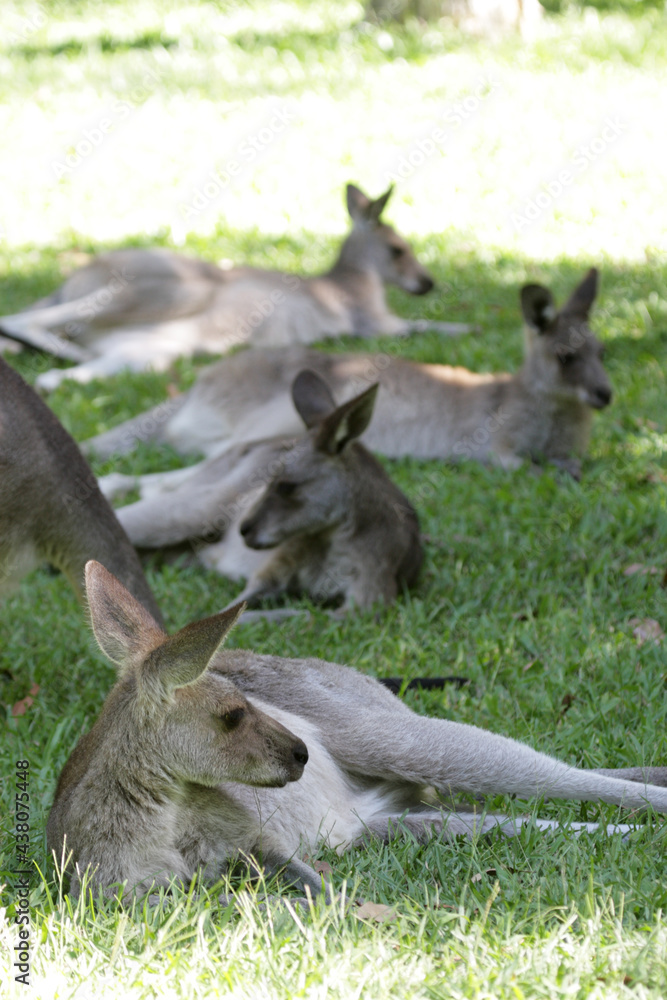 Fototapeta premium Eastern Grey Kangaroos (Macropus giganteus) sitting on the grass in Queensland, Australia.