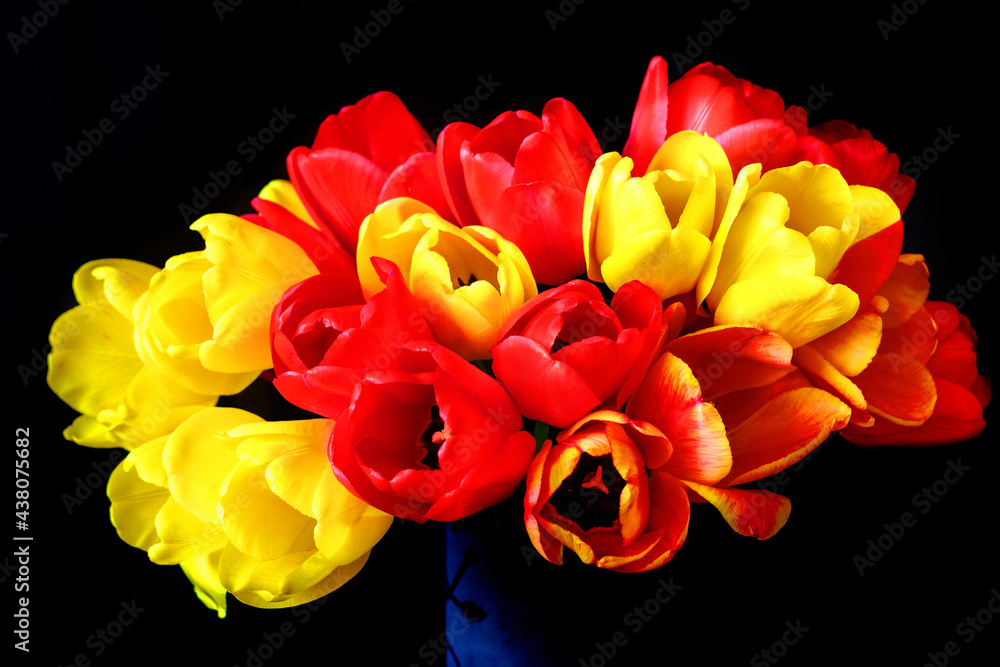 Naklejka premium Czerwone i żółte tulipany na czarnym tle