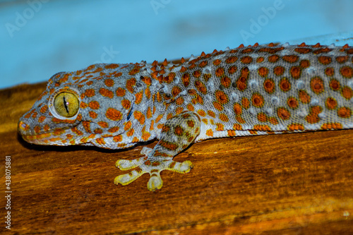 Close up of a Tokay gecko (Gekko gecko) on a wooden floor