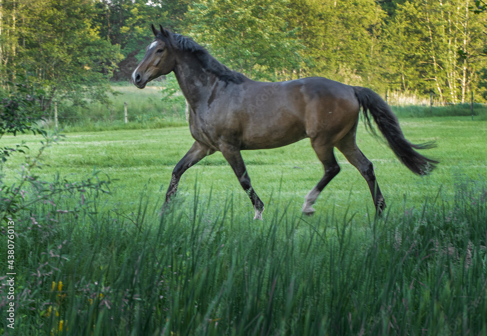 Horses galloping free in Meadow surrounded by forest. Horses galloping free in Meadow surrounded by forest.