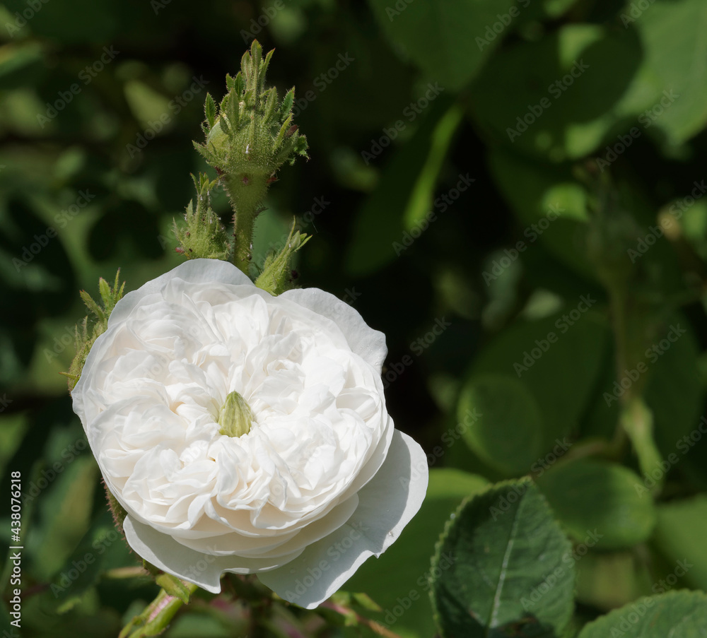 Rosa x damascena 'Mme Hardy' Portland-Rose ou Félicité Hardy - Rosa centifolia ‘Alba’ | Rosier de Damas ou rosier des quatre saisons à fleur semi-double blanc pur