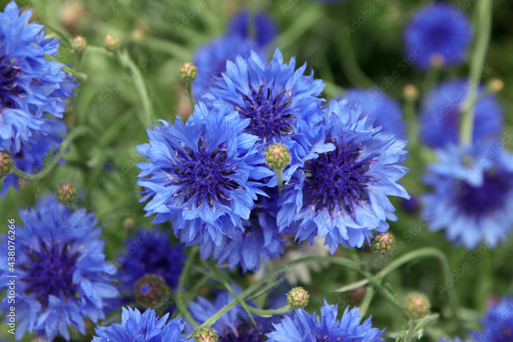 Obraz premium kornblumen