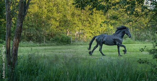 Horses galloping free in Meadow surrounded by forest.