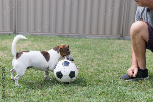 A Jack Russell Terrier playng soccer / football with owner during COVID-19 lockdown.
