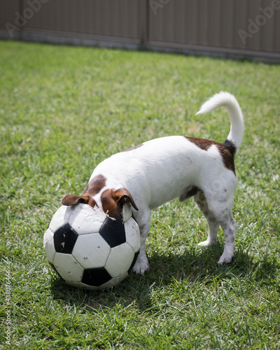 A Jack Russell Terrier with its head in a ruined soccer ball during COVID-19 lockdown.