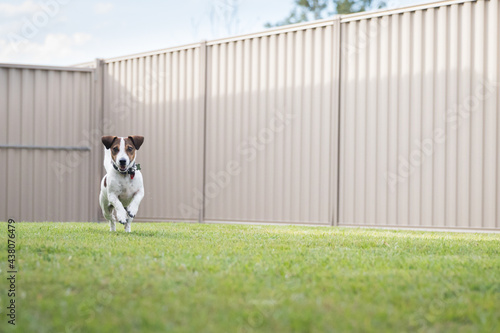 A Jack Russell Terrier excited running in backyard.