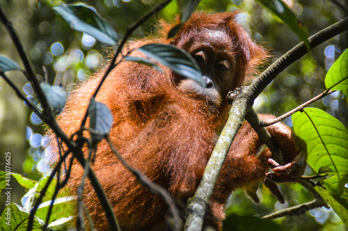 Low angle view of a juvenile Sumatran Orangutan or Pongo abeliiin  Bohorok Orangutan Sanctuary of Bukit Lawang Indonesia photo