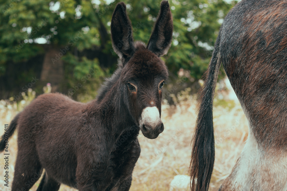 Fototapeta premium Brown cute young donkey in nature outdoors. Shy look, big ears, furry. Domestic animal on a farm. Nature background. Wild life.