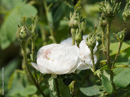 Rose 'Madame Hardy'  (Rosa x damascena) ou rosier de Damas en Suisse (Rosa centifolia 'Alba') à fleur blanche, pétales chiffonés dans un feuillage dense vert clair photo