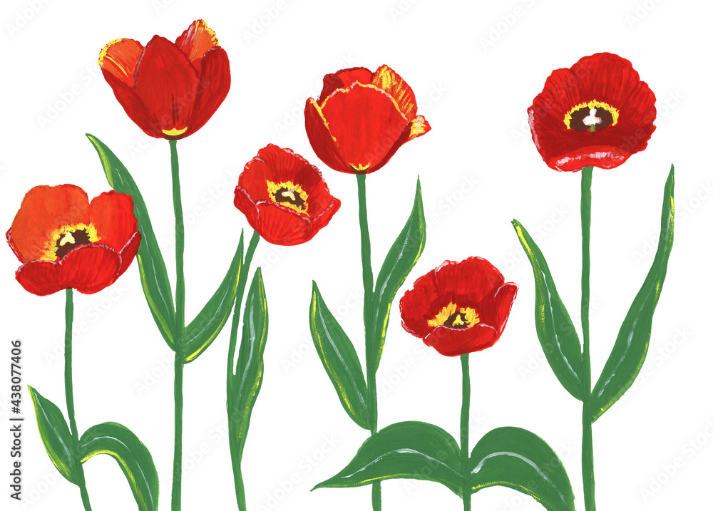 Fototapeta premium Gouache red tulips on white background, isolated