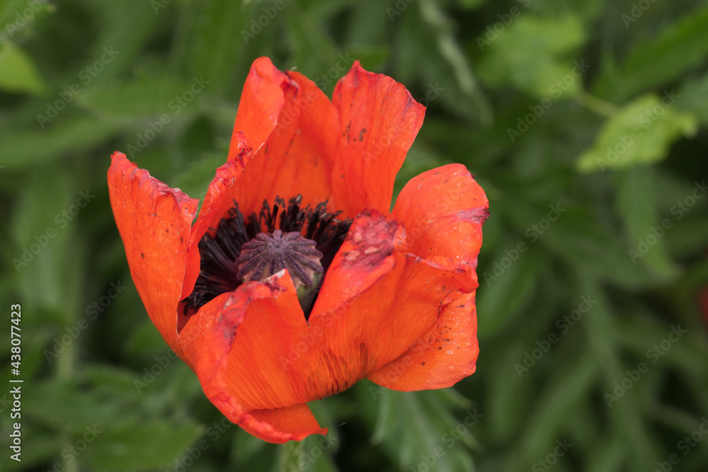 Türkische Mohn, Papaver orientale mit seinen wunderschönen, leuchtend roten und orangen Blüten blüht im Juni in meinem Vorgarten. Türkische Mohn, Papaver orientale mit seinen wunderschönen, leuchtend roten und orangen Blüten blüht im Juni in meinem Vorgarten.