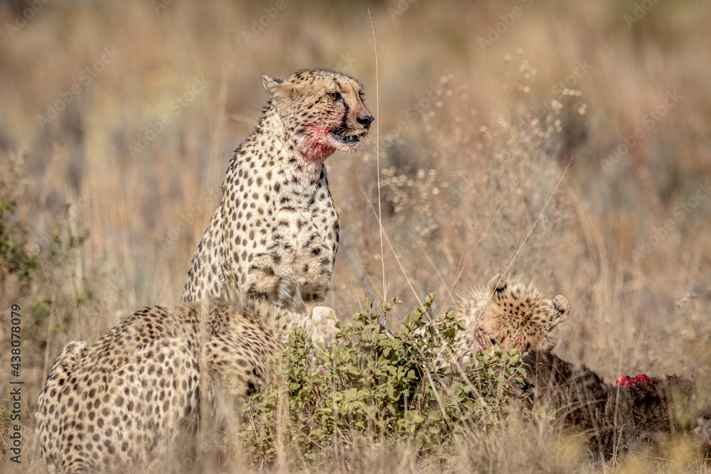 Group of Cheetahs feeding on a Blue wildebeest. Group of Cheetahs feeding on a Blue wildebeest.