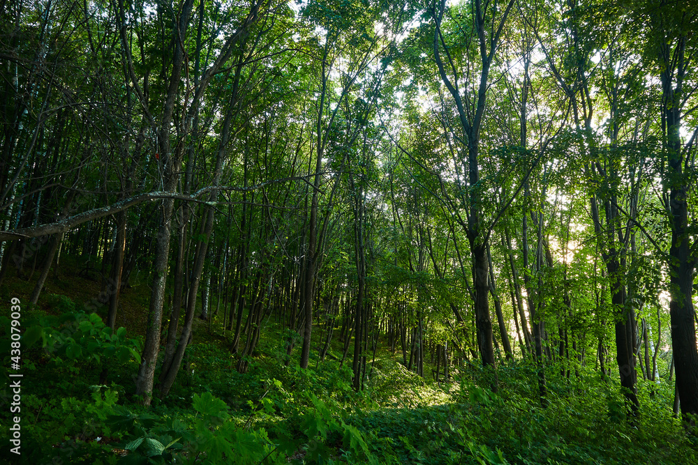 landscape green forest path day landscape green forest path day