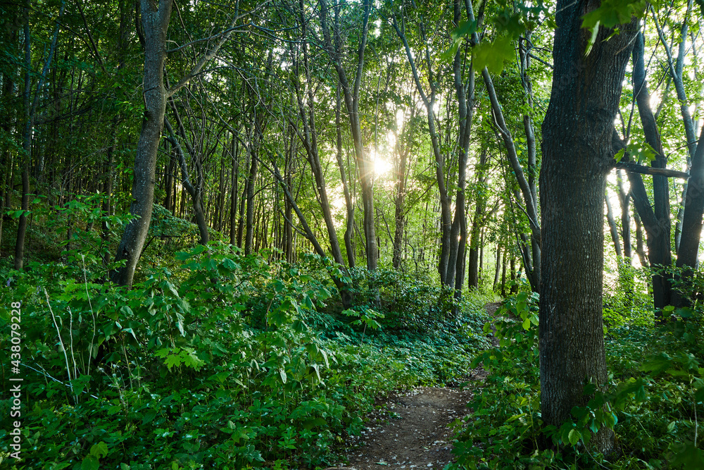 Obraz premium landscape green forest path day