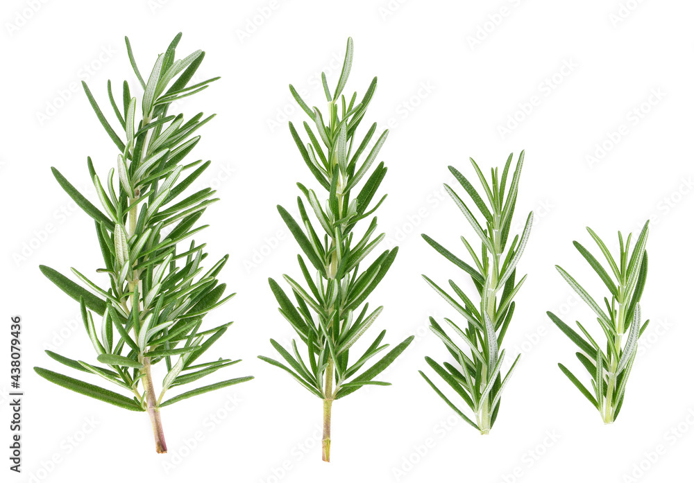 Fototapeta premium Rosemary isolated on white background