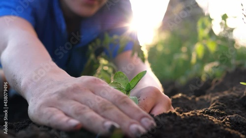 Hands planting a young plant in fertile land. The concept of farming, agriculture, ecology, opposing global warming.