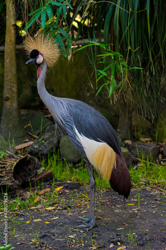 Obraz na plátně Grey crowned crane (Balearica regulorum) - beautiful representative exemplar in habitat with its stiff golden feathers on head