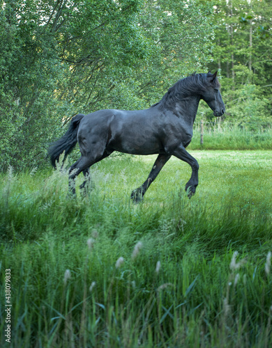 Horses running free in meadow in natural surroundings. Uffelte Drenthe Netherlands.