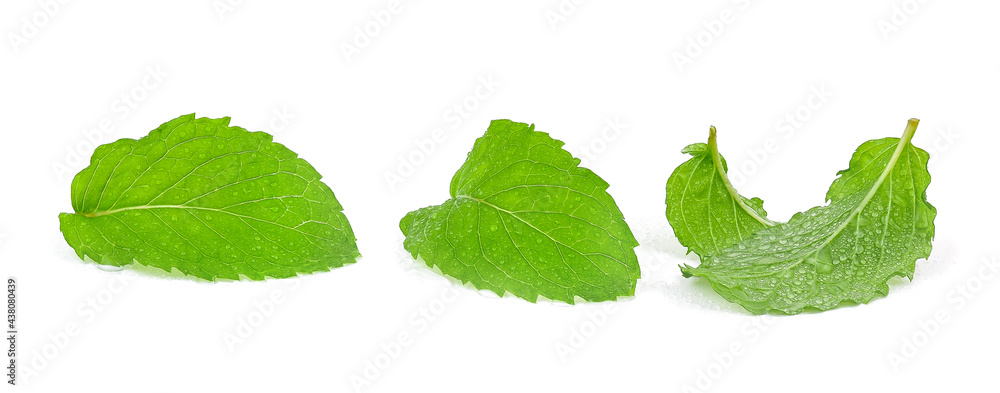 mint leaves with drop of water isolated on white background - obrazy, fototapety, plakaty 