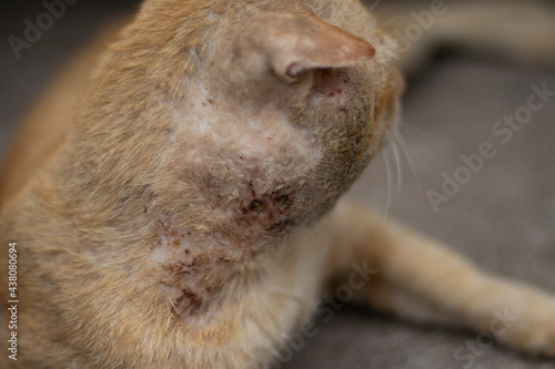 A homeless cat has a wound on the neck.