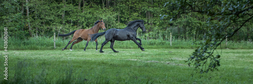 Horses galloping free in meadow in natural surroundings. Uffelte Drenthe Netherlands. © A