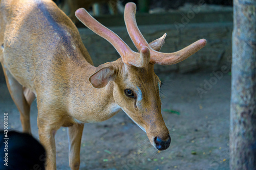 Close-up portrait of Fallow deer doe or hind of Cheetal or Spotted deer  Axis axis . Selective focus