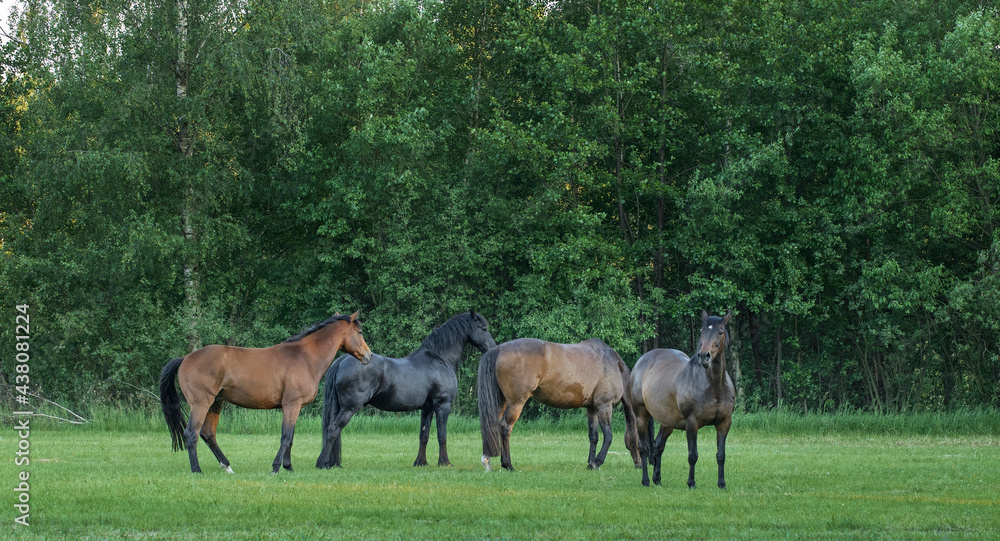 Horses running free in meadow in natural surroundings. Uffelte Drenthe Netherlands. Horses running free in meadow in natural surroundings. Uffelte Drenthe Netherlands.