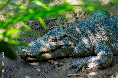 Close-up of the spectacled caiman (Caiman crocodilus) head with open mouth against defocused background at the water edge 