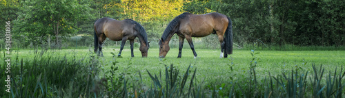 Horses grazing free in meadow in natural surroundings. Uffelte Drenthe Netherlands. © A
