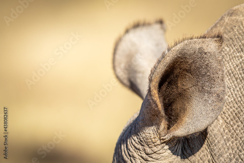 Close up of a White rhino ear. © simoneemanphoto