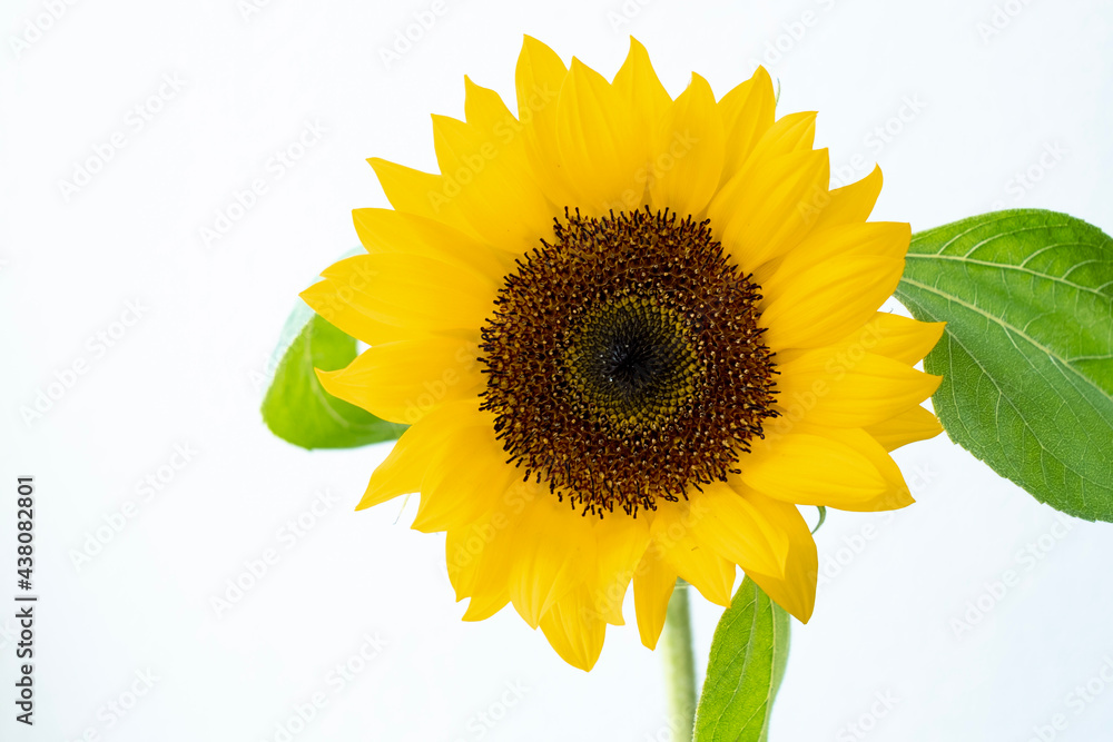 Obraz premium sunflower isolated on white