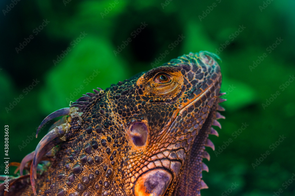 Fototapeta premium Green iguana. Iguana - also known as Common iguana or American iguana. Lizard families, look toward a bright eyes looking in the same direction as we find something new life. Selective focus