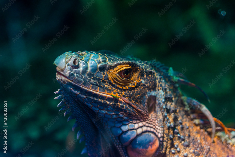 Green iguana. Iguana - also known as Common iguana or American iguana. Lizard families, look toward a bright eyes looking in the same direction as we find something new life. Selective focus Green iguana. Iguana - also known as Common iguana or American iguana. Lizard families, look toward a bright eyes looking in the same direction as we find something new life. Selective focus