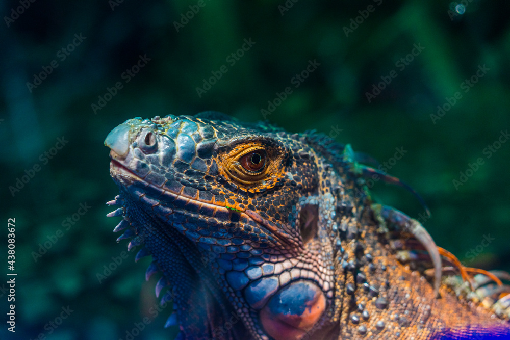 Fototapeta premium Green iguana. Iguana - also known as Common iguana or American iguana. Lizard families, look toward a bright eyes looking in the same direction as we find something new life. Selective focus