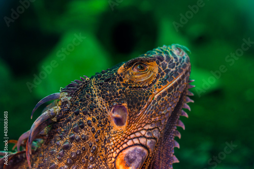 Green iguana. Iguana - also known as Common iguana or American iguana. Lizard families  look toward a bright eyes looking in the same direction as we find something new life. Selective focus