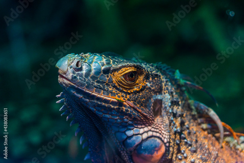Green iguana. Iguana - also known as Common iguana or American iguana. Lizard families, look toward a bright eyes looking in the same direction as we find something new life. Selective focus © Thien An Vu