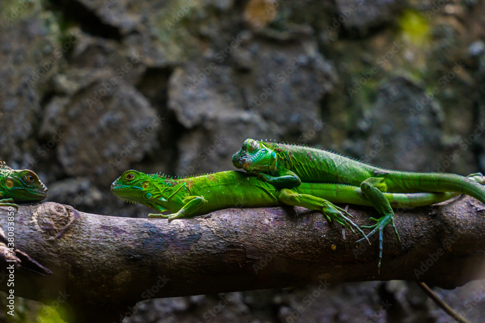 Green iguana. Iguana - also known as Common iguana or American iguana. Lizard families, look toward a bright eyes looking in the same direction as we find something new life. Selective focus