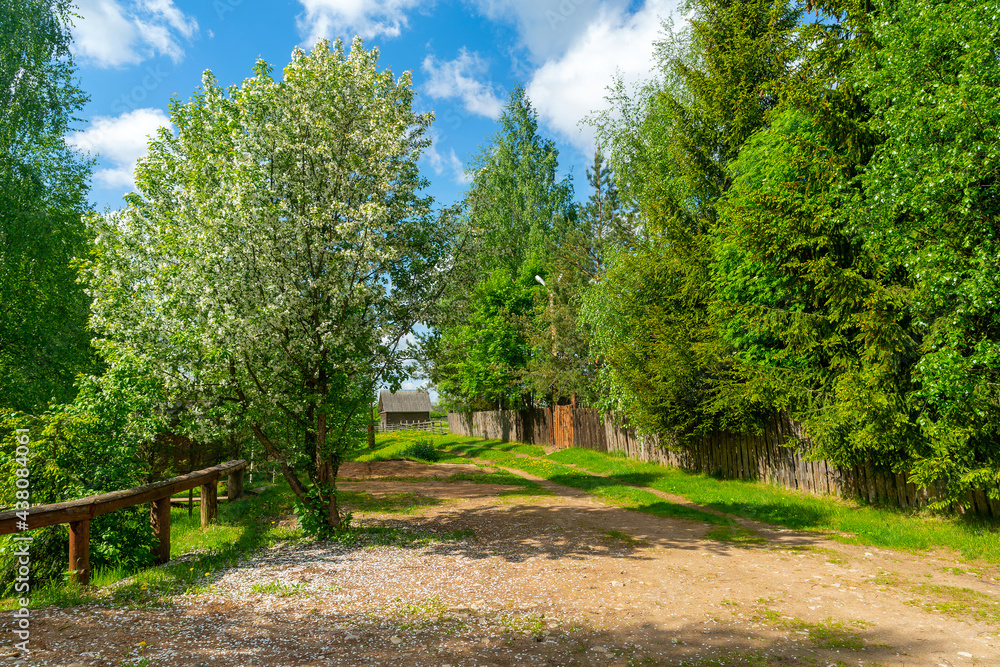 Blooming apple trees in spring. Apple tree branches with white flowers. Blooming apple trees in spring. Apple tree branches with white flowers.