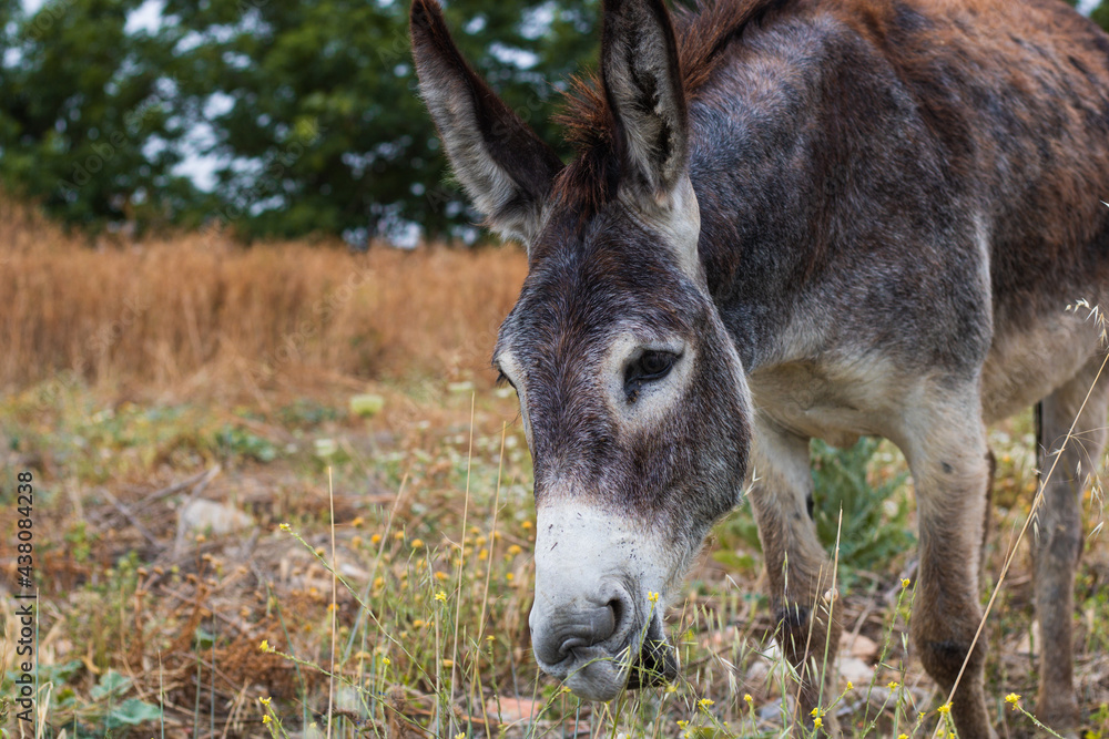 Closeup of a wild donkey eating grass in nature. Donkey funny look with mouth open. Forest background.