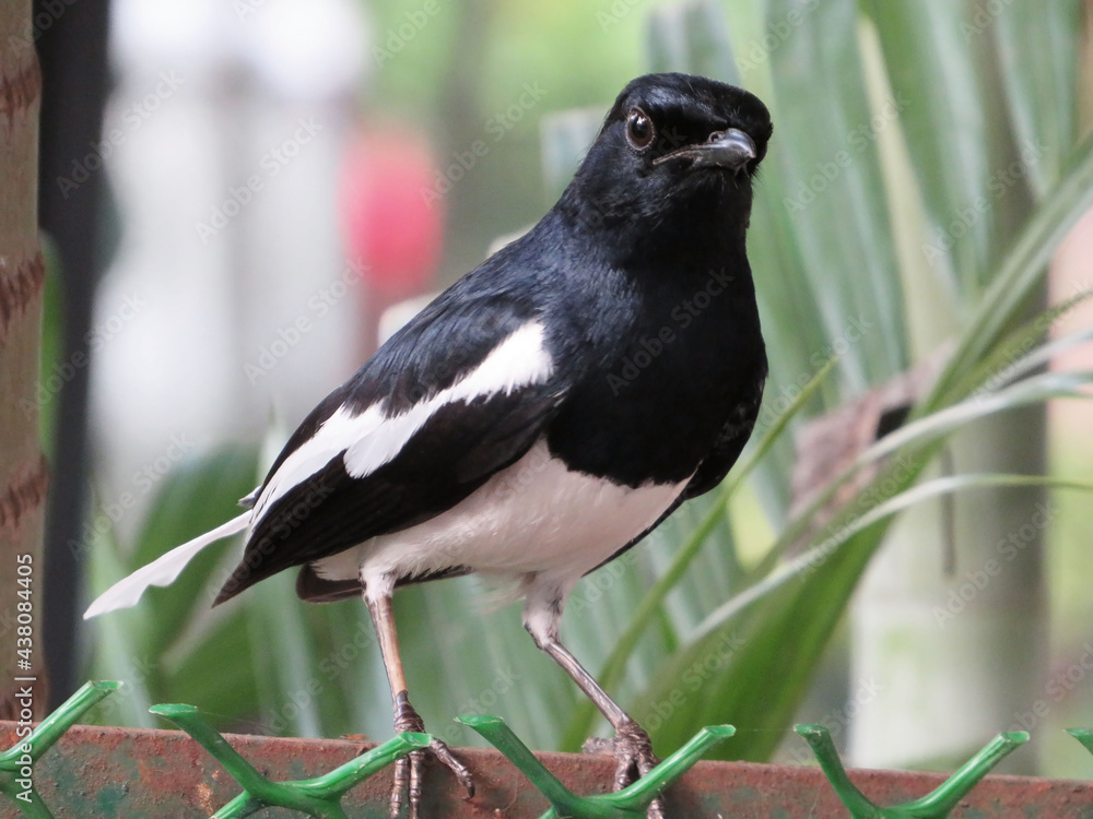 Oriental magpie robin Oriental magpie robin