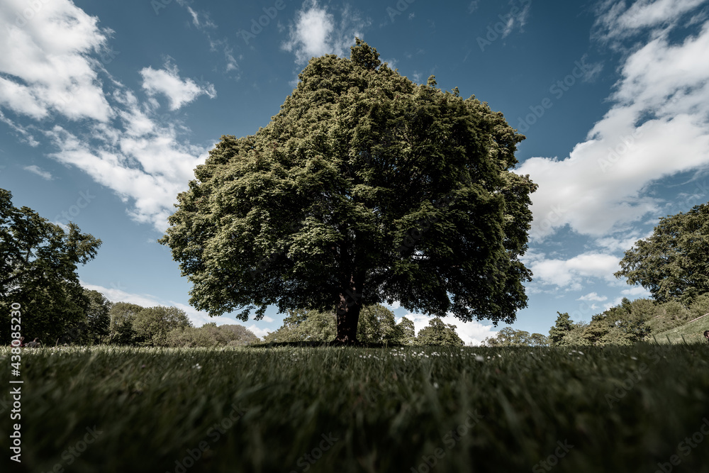 Baum des Lebens Baum des Lebens